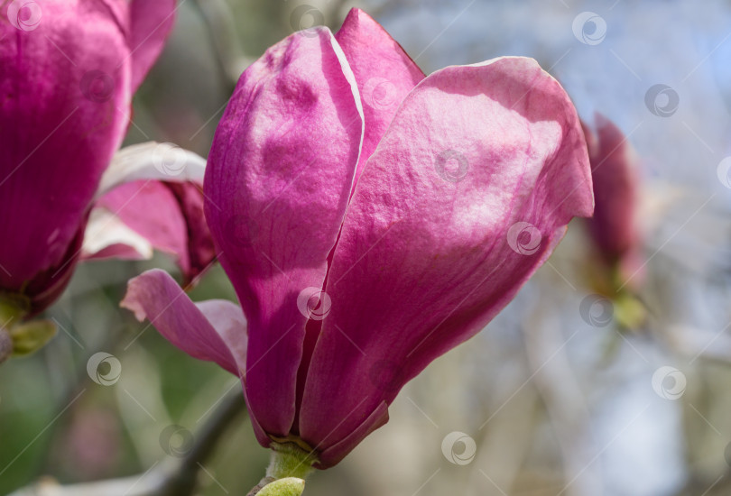 Скачать Красивая ветка розово-фиолетовой магнолии Soulangeana Verbanica в весеннем парке южных культур в Сириусе (Адлер), Сочи. Крупные пурпурные цветы магнолии. Выборочный крупный план фотосток Ozero