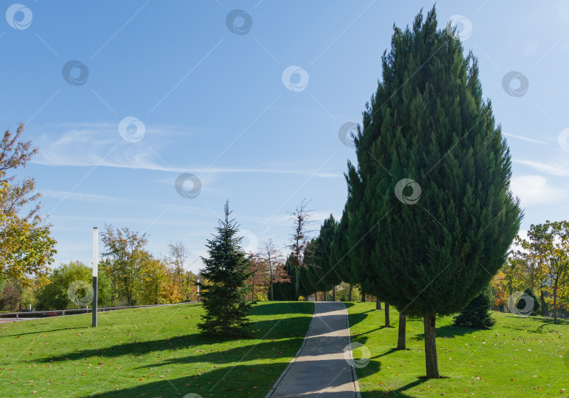 Скачать Ряд Cupressus sempervirens или средиземноморских кипарисов на аллее современного городского парка Краснодара. Общественный ландшафтный парк Галицкого для отдыха и прогулок. Солнечный осенний день 2021 года. фотосток Ozero