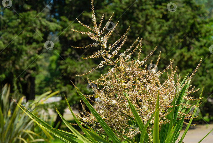 Скачать Цветущий Cordyline australis, широко известный как капустное дерево или капустная пальма. Крупный план белого соцветия с бутонами пальмы Cordyline australis в Адлерском парке курорта Сочи. Место для текста фотосток Ozero