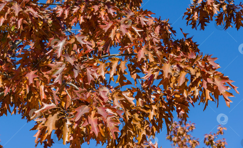 Скачать Красные осенние листья Quercus palustris, соснового дуба или болотного испанского дуба. Красивая осенняя листва в городском парке Краснодара или парке Галицкого солнечной осенью 2021 года. Концепция Nature для естественного дизайна. фотосток Ozero