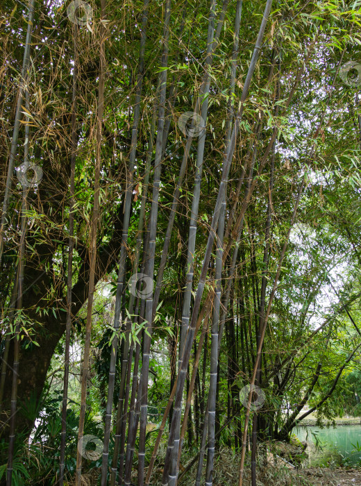 Скачать Красивый бамбук Phyllostachys nigra, широко известный как черный бамбук, растет в весеннем дендрарии Парка южных культур в Сириусе (Адлер), Сочи. Прекрасная тема для любого дизайна. Избирательный подход фотосток Ozero