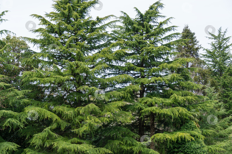 Скачать Гималайские кедры (Cedrus Deodara, Деодар) в весенний день в дендрарии Парка южных культур в Сириусе (Адлер) Сочи. фотосток Ozero