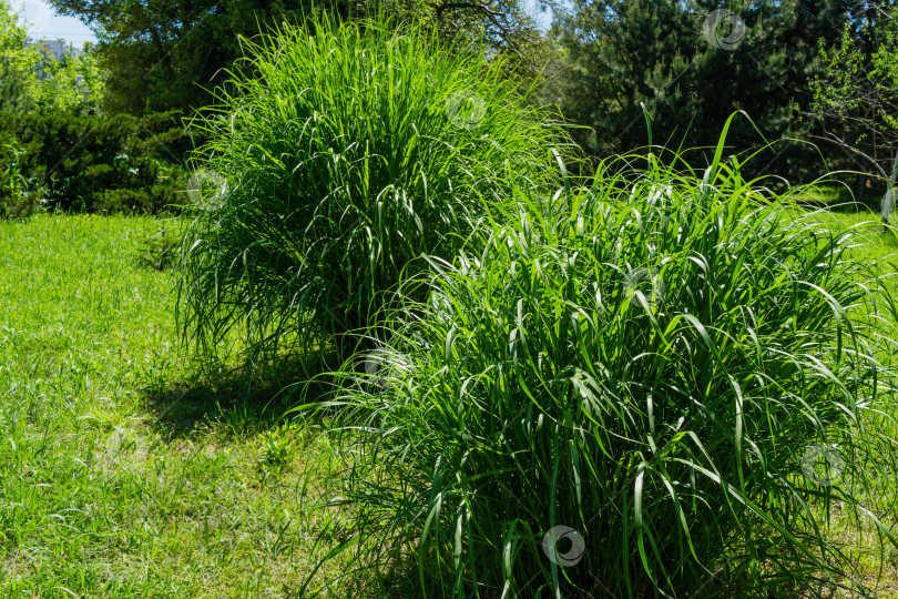 Скачать Красивая зеленая декоративная трава Miscanthus sinensis в весеннем дендрарии парка южных культур в Сириусе (Адлер) Сочи. Два больших куста китайского мискантуса на переднем плане фотосток Ozero