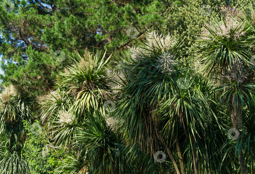 Скачать Цветущий Cordyline australis, широко известный как капустное дерево или капустная пальма. Белое соцветие пальмы Cordyline australis в дендрарии Парка южных культур в Сириусе (Адлер) Сочи. фотосток Ozero