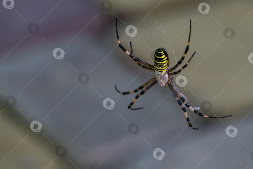 Скачать Большой осиный паук (Argiope bruennichi) в паутине. Красивый полосатый осиный паук на размытом фоне. фотосток Ozero