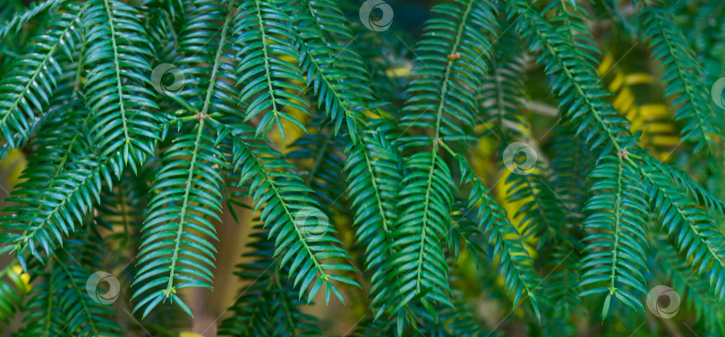 Скачать Китайская торрея (Torreya grandis) зеленая листва в весеннем парке южных культур Дендрария в Сириусе (Адлер) Сочи. Крупным планом выборочно сфокусированные листья китайской торреи. Концепция природы в качестве фона. фотосток Ozero