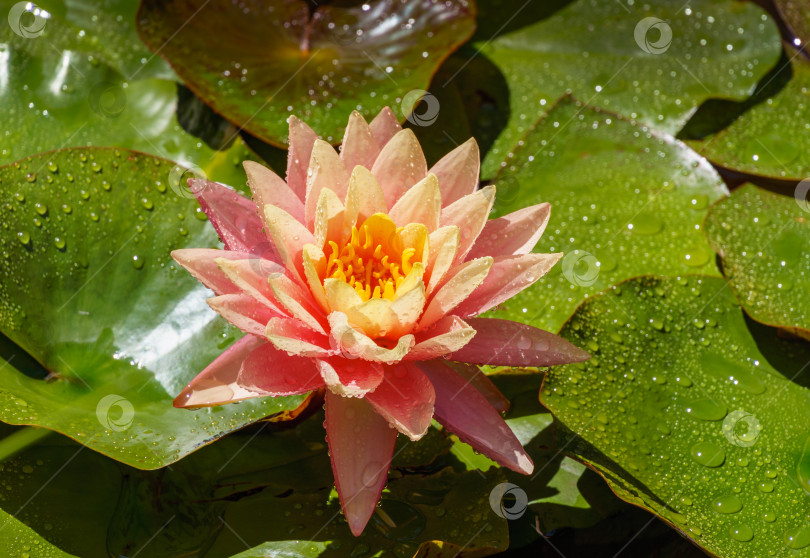 Скачать Ландшафтный садовый пруд с удивительной яркой розово-оранжевой водяной лилией или цветком лотоса "Оранжевый закат Перри". Крупный план нимфеи с каплями воды. Цветочный пейзаж для обоев природа фотосток Ozero