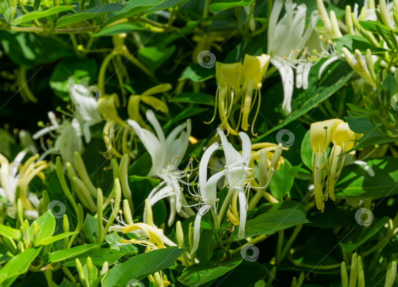 Скачать Крупный план белого и желтого цветка Lonicera japonica, известного как японская жимолость и золотисто-серебристая жимолость. Вечнозеленая цветущая ароматная лиана, возможно, Lonicera giraldii. фотосток Ozero