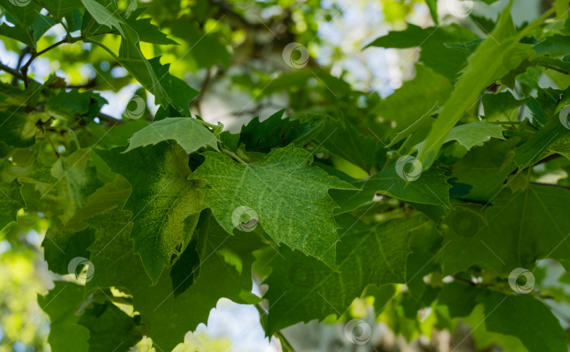 Скачать Крупный план мраморнолистного американского платана (Platanus occidentalis Variegata, платановое дерево). Крупный план камуфляжного фона в дендрарии Парка южных культур в Сириусе (Адлер) Сочи. фотосток Ozero