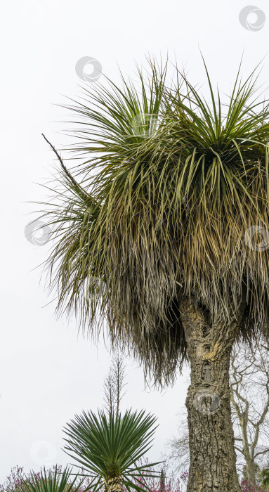 Скачать Зеленая и сухая листва Nolina longifolia или Beaucarnea longifolia в дендрарии Парка южных культур в Сириусе (Адлер) Сочи. Это экзотическое растение известно как Мексиканское травянистое дерево или пальма конского хвоста Оахакана фотосток Ozero