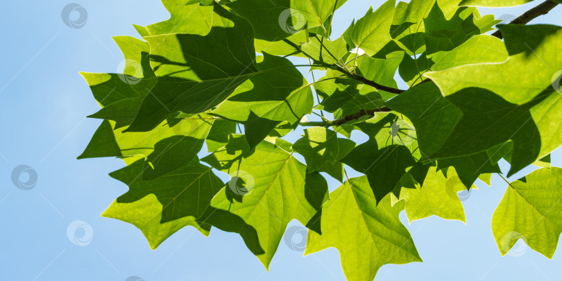 Скачать Ярко-зеленые листья тюльпанного дерева (Liriodendron tulipifera), называемого Тюльпанным деревом, американским или тюльпановым тополем, на фоне голубого неба. Выборочный фокус. Есть место для текста фотосток Ozero