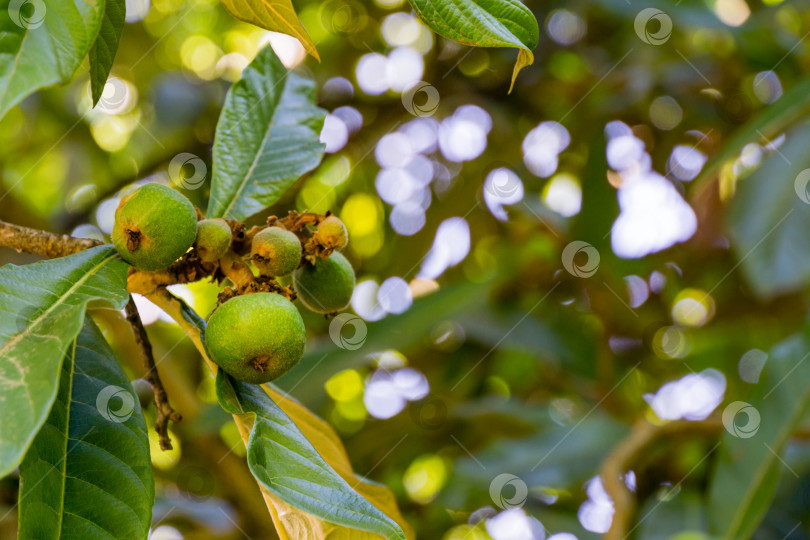 Скачать Крупный план зеленых плодов с текстурированными листьями японского мушмула (Eriobotrya Japonica) в весеннем парке южных культур в Сириусе (Адлер), Сочи.  Выборочный фокус. Концепция природы фотосток Ozero