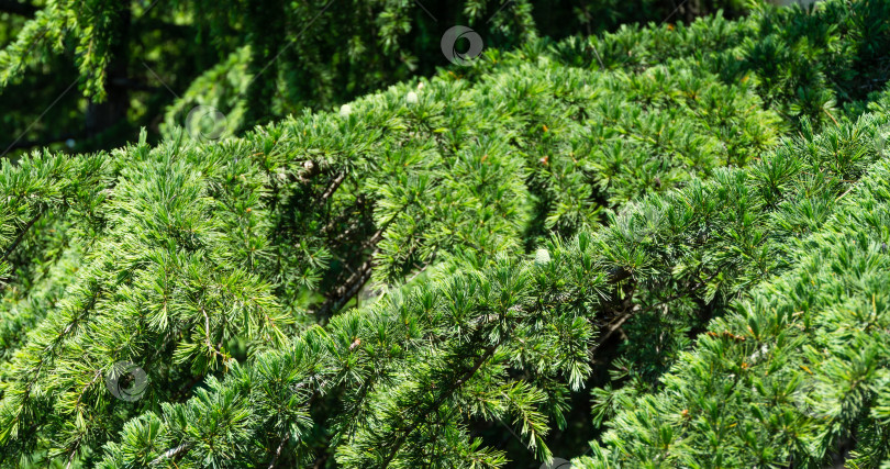 Скачать Крупный план зеленых иголок гималайского кедра (Cedrus Deodara, Деодар), растущего в курортном городе Адлер недалеко от Сочи. Выборочный фокус. Красивый естественный зеленый фон для любого дизайна фотосток Ozero