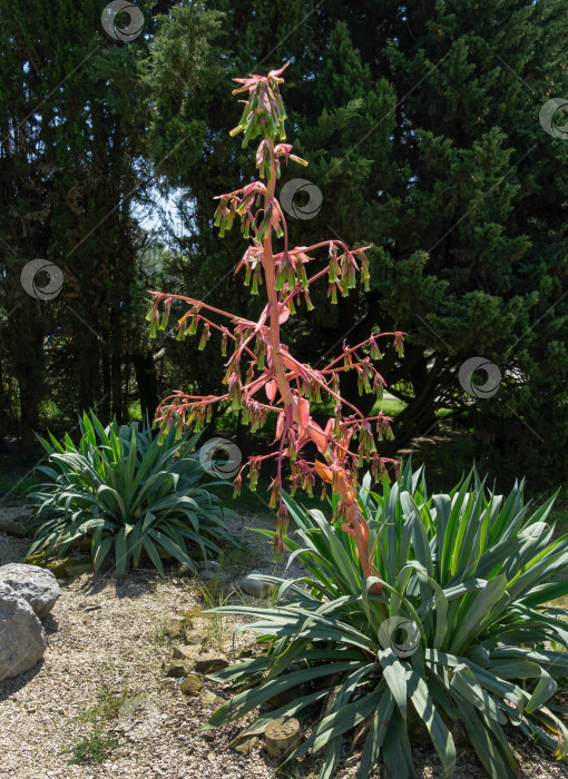 Скачать Цветущая Бешорнерия юккоидес (Beschorneria Yucca Leaved) в Адлерском парке курорта Сочи. Красное соцветие Бешорнерии юккоидес на высоком стебле. Семейство суккулентных растений Asparagaceae подсемейство Agavoideae фотосток Ozero