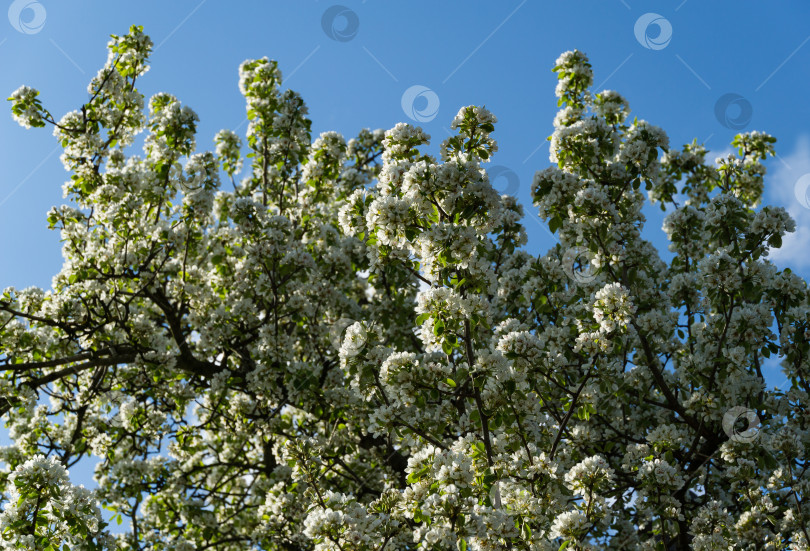 Скачать Цветущая очень старая яблоня на фоне голубого весеннего неба. Белые цветы яблони крупным планом. Выборочный фокус. Концепция природы для дизайна. фотосток Ozero