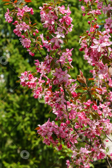 Скачать Фиолетовые цветки яблони Malus 'Makowieckiana'. Темно-розовые цветки в весеннем саду. Это дерево является гибридом яблони 'Niedzwetzkyana'. Выборочный фокус крупным планом фотосток Ozero