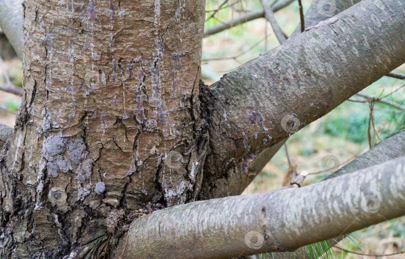 Скачать Серая кора на стволе и ветвях китайской белой сосны (Pinus Armandii Franch) в дендрарии Парка южных культур в Сириусе (Адлер) Сочи. Обои с природой, скопируйте пространство. фотосток Ozero