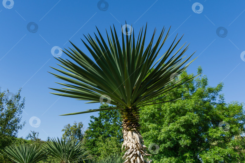 Скачать Зеленая листва юкки (Yucca gloriosa) или испанского кинжала. Декоративное растение в дендрарии Парка южных культур в Сириусе (Адлер) Сочи. фотосток Ozero