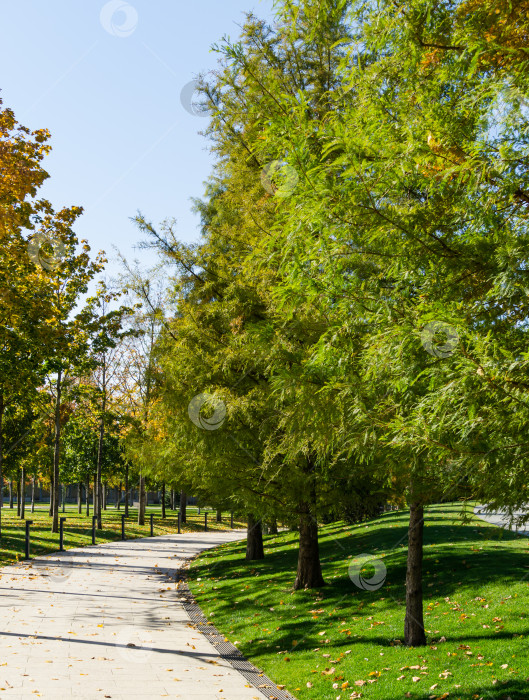 Скачать Лысый кипарис Taxodium Distichum (болотный, белый кипарис, заливной или приливный красный кипарис) - дерево в общественном ландшафтном городском парке Краснодара или парке Галицкого осенью 2021 года. Листва приобрела осеннюю окраску фотосток Ozero