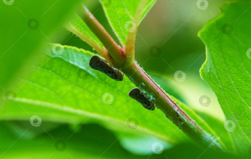 Скачать Цитрусовый плосколистник (Metcalfa pruinosa), сидящий на стебле Clerodendrum bungei.  Metcalfa pruinosa, цитрусовая плоскоклювка - вид насекомых из семейства плоскоклювок. фотосток Ozero