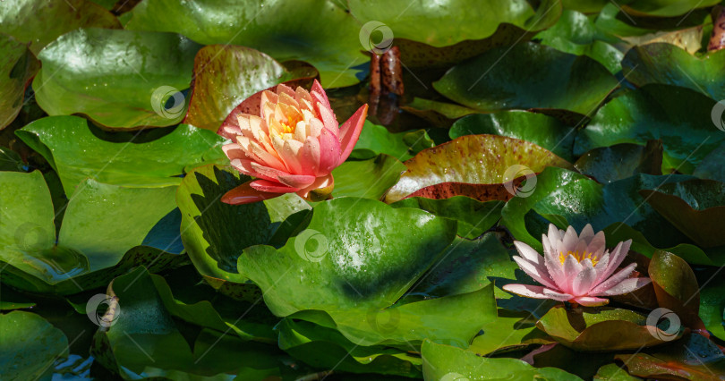 Скачать Удивительный ярко-розовый цветок водяной лилии или лотоса Оранжевый закат Перри в пруду с нимфеей Марлиацеей розовой. Водяные лилии с каплями воды. Цветочный пейзаж для обоев природа фотосток Ozero