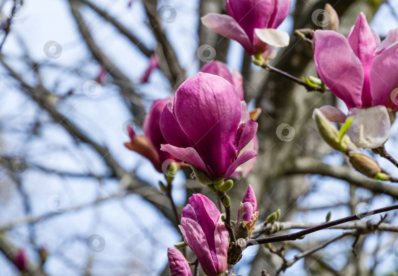 Скачать Красивая ветка розово-фиолетовой магнолии Soulangeana Verbanica в весеннем парке южных культур в Сириусе (Адлер) Сочи. Крупные пурпурные цветы магнолии. Выборочный крупный план фотосток Ozero