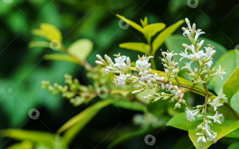 Скачать Крупный план маленьких и нежных белых цветков кустарника Ligustrum Vicaryi с желтой вечнозеленой листвой. Красивые растения в декоративном саду. Избирательный подход. Концепция природы для дизайна фотосток Ozero