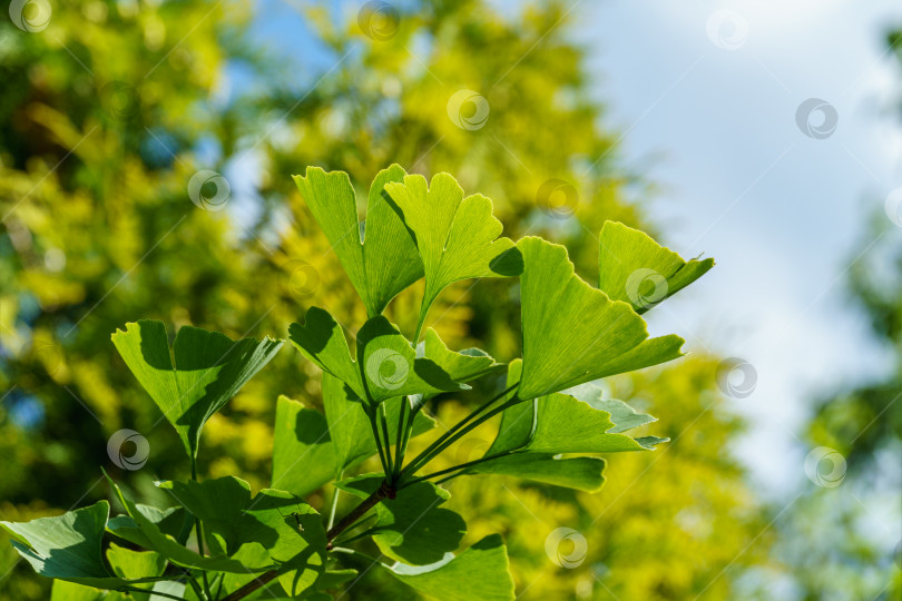 Скачать Дерево гинкго (Ginkgo biloba) или гингко с ярко-зелеными листьями на фоне размытой листвы. Выборочный крупный план. Свежая концепция природы обоев. Место для вашего текста фотосток Ozero