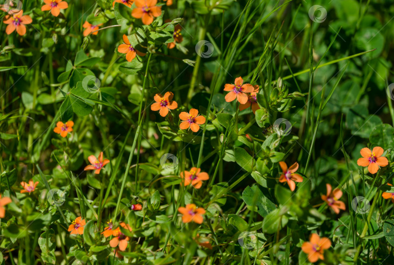 Скачать Anagallis arvensis (син. Лисимахия арвенсис), широко известная как алый первоцвет, красная крапива или барометр бедняка. Маленькие красные цветочки в дендрарии Парка южных культур в Сириусе (Адлер) Сочи фотосток Ozero