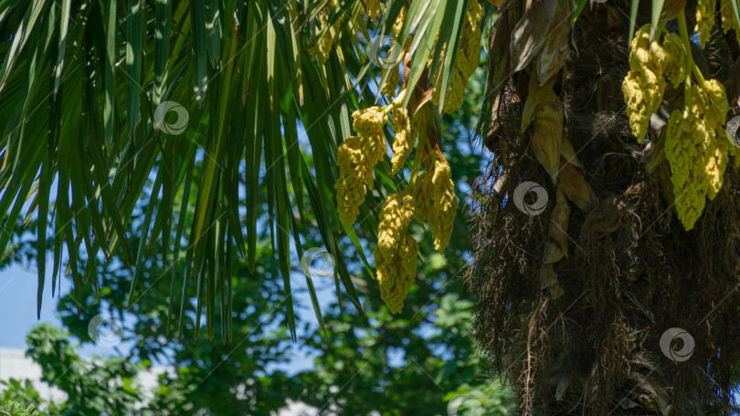 Скачать Красивая цветущая китайская пальма ветряная мельница (Trachycarpus fortunei) или пальма Чусан. Крупный план желтых цветов в весеннем дендрарии Парка южных культур в Сириусе (Адлер) Сочи. Концепция природы фотосток Ozero