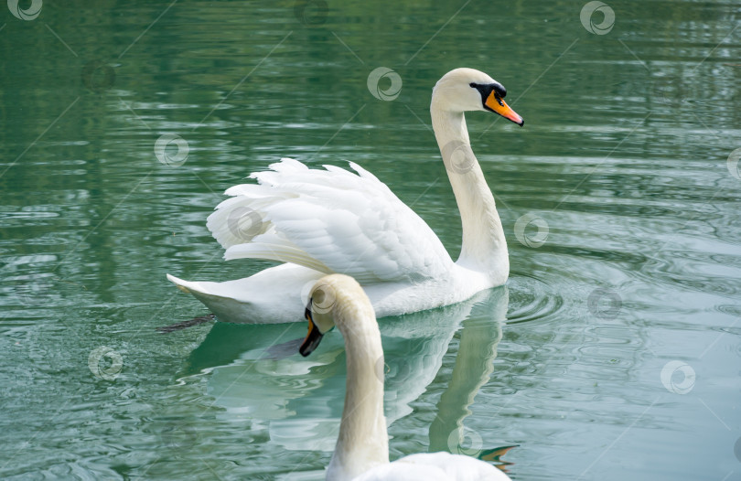 Скачать Два белых лебедя Cygnus olor. Редкий лебедь, находящийся под угрозой исчезновения, на изумрудной воде озера в дендрарии Парка южных культур в Сириусе (Адлер). Солнечный весенний день. фотосток Ozero