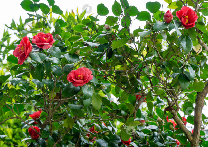 Скачать Японская камелия (Camellia japonica) в солнечный весенний день в дендрарии Парка южных культур в Сириусе (Адлер). Цветет камелия красными розоподобными цветами и бутонами с вечнозелеными глянцевыми листьями на кустарнике. фотосток Ozero