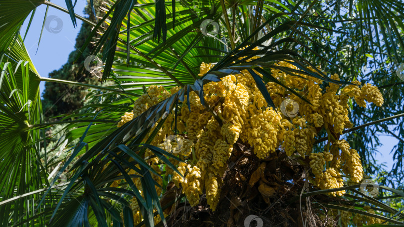 Скачать Красивая цветущая китайская пальма ветряная мельница (Trachycarpus fortunei) или пальма Чусан. Крупный план желтых цветов в весеннем дендрарии Парка южных культур в Сириусе (Адлер) Сочи. Концепция природы фотосток Ozero