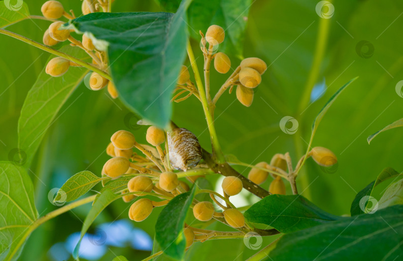 Скачать Оотека богомола (Mantis Religiosa), прикрепленная к дереву Paulownia tomentosa. Дерево императрицы или принцессы с цветочными бутонами в городском ландшафтном парке Краснодара. Выборочный фокус крупным планом. фотосток Ozero