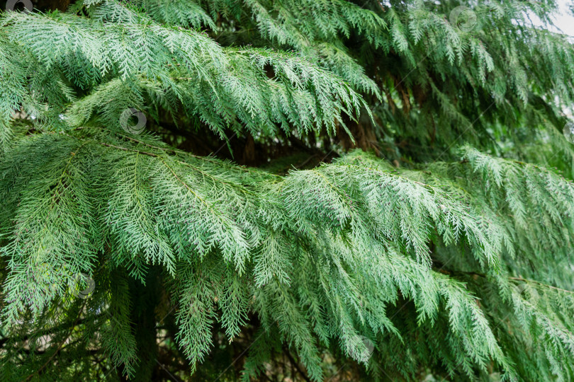 Скачать Ветви кипариса Лоусона (Chamaecyparis Lawsoniana), известного как Порт-Орфордский кедр, белый или орегонский кедр, в весенний день в дендрарии Парка южных культур в Сириусе (Адлер). Концепция природы для дизайна фотосток Ozero