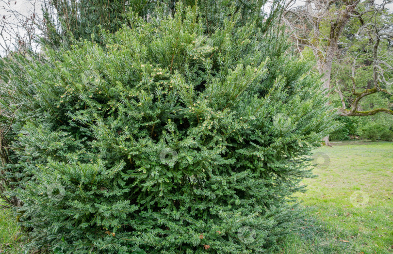 Скачать Cephalotaxus Harringtonii Drupacea fastigiata depressa, известный как японский сливовый тис, головоногий тис Харрингтона или сосна коровий хвост, растет в дендрарии Парка южных культур в Сириусе (Адлер) Сочи. фотосток Ozero