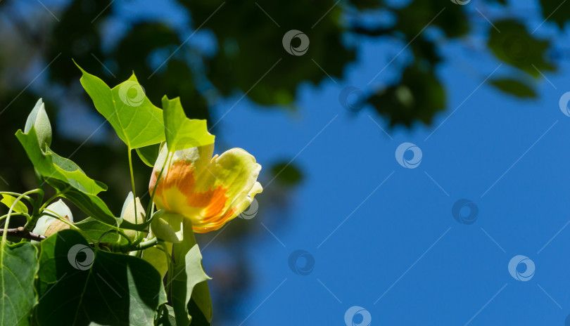 Скачать Крупный план цветка тюльпанного дерева (Liriodendron tulipifera), Тюльпанное дерево в дендрарии Парка южных культур в Сириусе (Адлер) Сочи. Американский или тюльпановый тополь на синем фоне. Выборочный фокус. фотосток Ozero