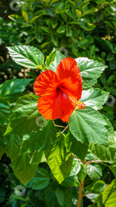 Скачать Яркий крупный цветок китайского гибискуса (Hibiscus rosa-sinensis) на фоне зеленого сада. Китайская роза или гавайский гибискус в солнечном свете. Концепция природы для дизайна. Место для вашего текста. фотосток Ozero