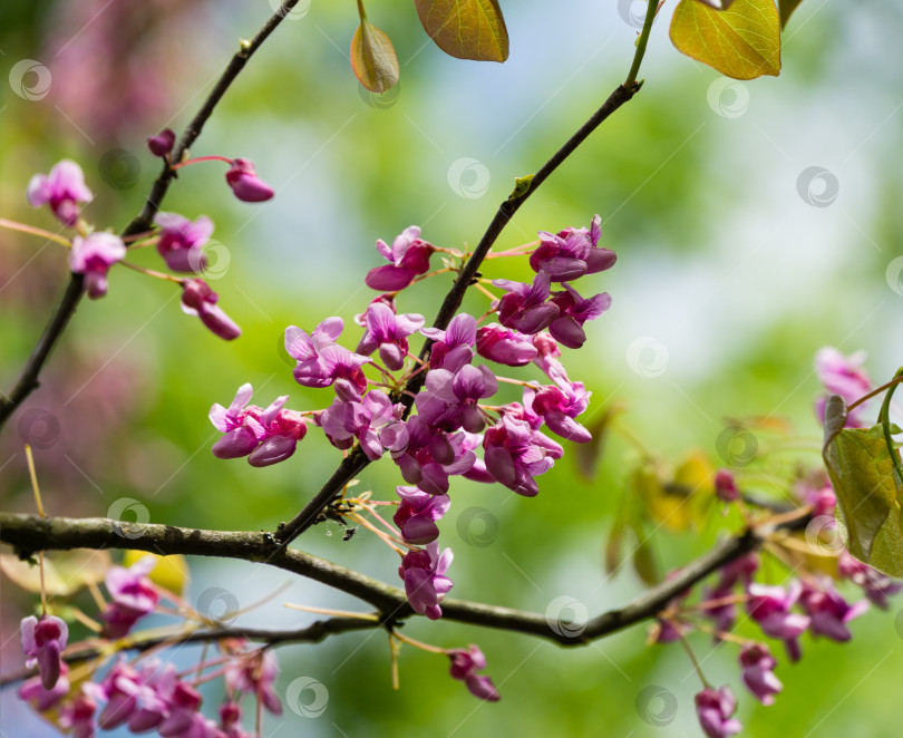 Скачать Редбад восточный, или Eastern Redbud Cercis canadensis пурпурный весенний цветок. Крупный план розовых цветов иудиного дерева на размытом фоне. Выборочный фокус. Концепция природы для дизайна. Место для вашего текста фотосток Ozero