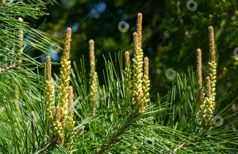 Скачать Молодые длинные побеги сосны Pinus densiflora Umbraculifera на фоне вечнозеленых растений. Солнечный день в весеннем саду. Концепция природы для дизайна. Выборочный фокус фотосток Ozero