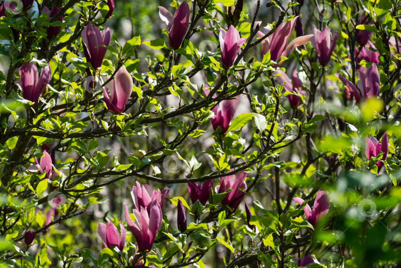 Скачать Красивая цветущая магнолия Сьюзан (Magnolia liliiflora x Magnolia stellata) с крупными розовыми цветами и бутонами в весеннем саду. Выборочный фокус. Природная концепция дизайна фотосток Ozero