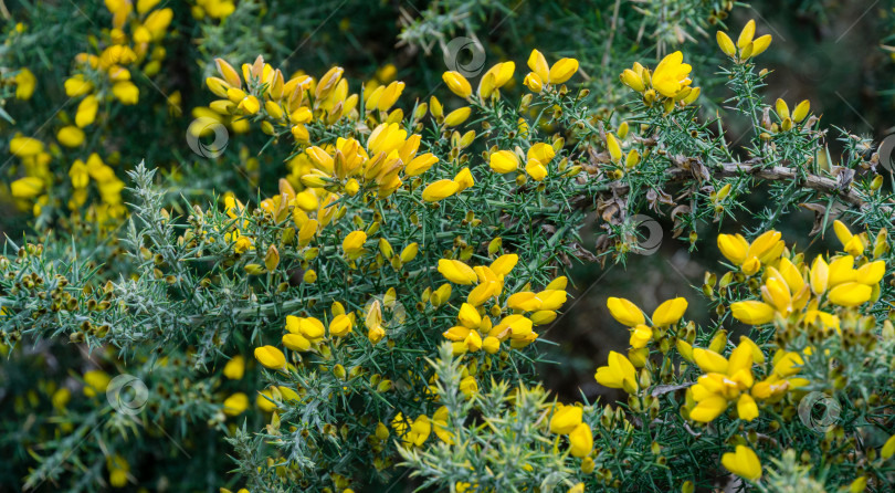 Скачать Желтые цветы Ulex europaeus, широко известные как утесник, дроковник или Вьюнок. Цветущее растение с острыми шипами в дендрарии парка южных культур в Сириусе (Адлер). Обои с природой, скопируйте пространство. фотосток Ozero