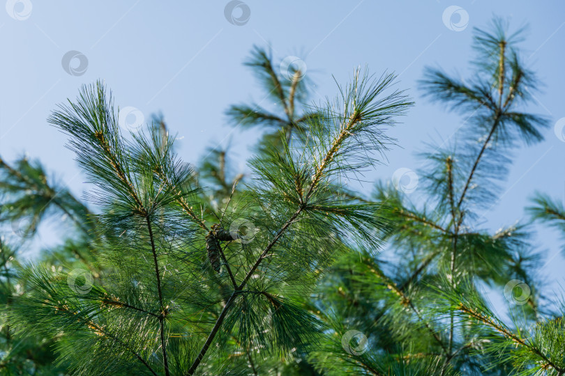 Скачать Длинные зеленые иглы белой сосны Pinus strobus с зелеными шишками на фоне солнца на фоне голубого неба. Оригинальная текстура натуральной сосновой зелени. Место для вашего текста фотосток Ozero