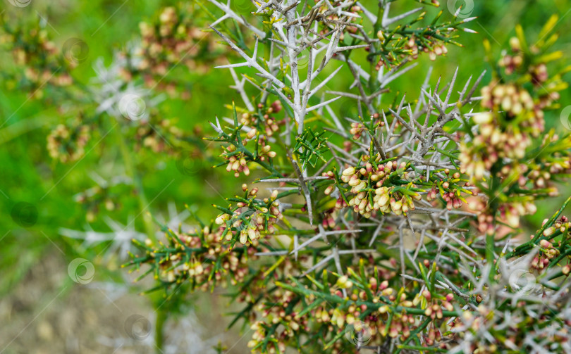 Скачать Крупный план коллеции инфаусты (Colletia spinosissima) с множеством бутонов мелких розовых цветков на колючем кустарнике в дендрарии Парка южных культур в Сириусе (Адлер), Сочи. Выборочный фокус фотосток Ozero