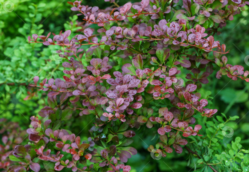 Скачать Красивая фиолетовая листва на изогнутых ветвях барбариса Berberis thunbergii Atropurpurea прекрасно гармонирует с вечнозелеными растениями в любом декоративном саду. Избирательный подход. Природная концепция дизайна фотосток Ozero