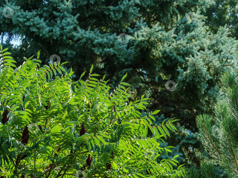 Скачать Дерево Rhus typhina (сумах рогатый, Anacardiaceae). Красивая листва из зеленых листьев с красными пушистыми плодами на фоне голубых еловых иголок. Концепция природы свежих обоев. Место для вашего текста фотосток Ozero