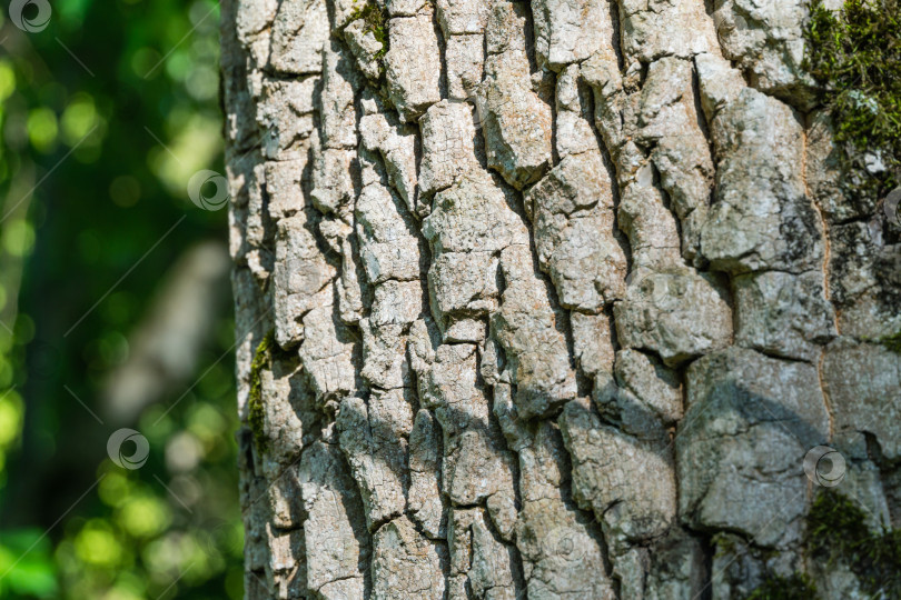 Скачать Крупный план серой текстуры коры дерева Diospyros virginiana, обычно называемого американской хурмой. Дерево хурма растет в дендрарии Парка южных культур в Сириусе (Адлер) Сочи. фотосток Ozero