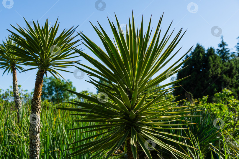 Скачать Зеленая листва алоэ юкки окаймленной (Yucca Aloifolia Marginata) или испанского штыкового кинжала. Декоративное растение с желтой каймой в весеннем дендрарии Парка южных культур в Сириусе (Адлер) Сочи. фотосток Ozero