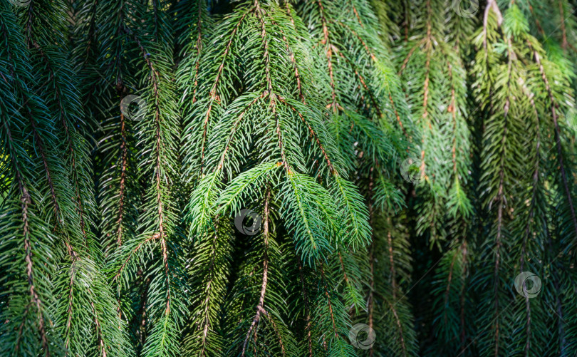 Скачать Красивая ветка с зелеными иголками ели европейской (Picea abies). Ель норвежская в весеннем дендрарии Парка южных культур в Сириусе (Адлер) Сочи. Природная концепция рождественского дизайна фотосток Ozero