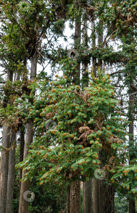 Скачать Многоствольная китайская ель (Cunninghamia lanceolata) в весеннем дендрарии Парка южных культур в Сириусе (Адлер) Сочи. Концепция природы для дизайна. фотосток Ozero